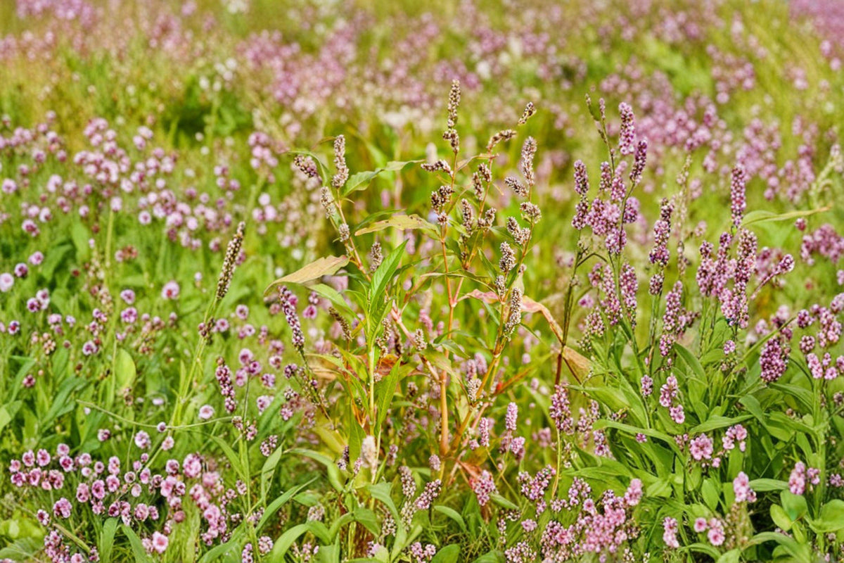 Pinkweed Seeds - 15 Count - Native Annual Wildflower - Persicaria pensylvanica - Pollinator Friendly Garden Plant
