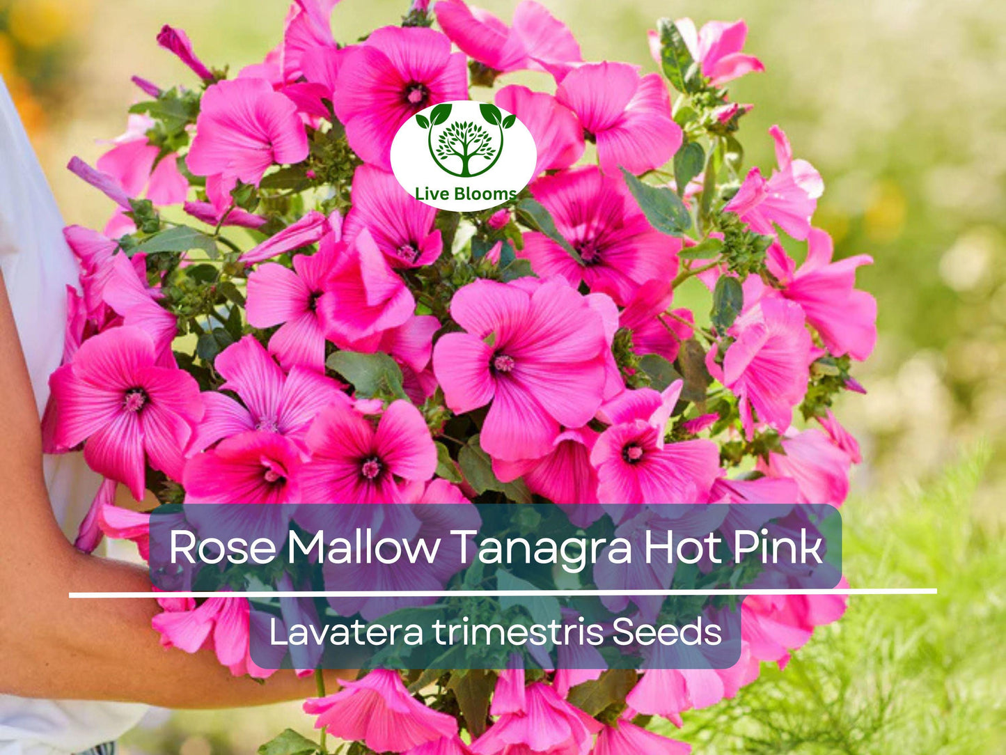 100 Seeds Rose Mallow Tanagra Hot Pink - Hardy Perennial, Pollinator Friendly, Vibrant Garden Blooms