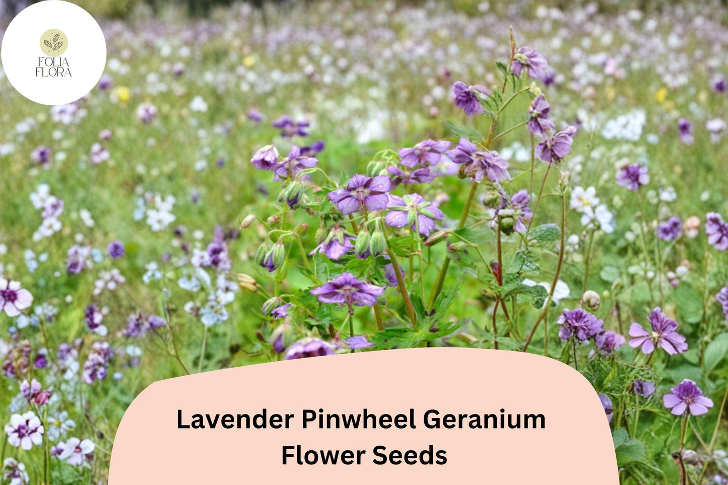 25+ Lavender Pinwheel Geranium Seeds – Hardy Perennial with Lavender Flowers for Garden Planting