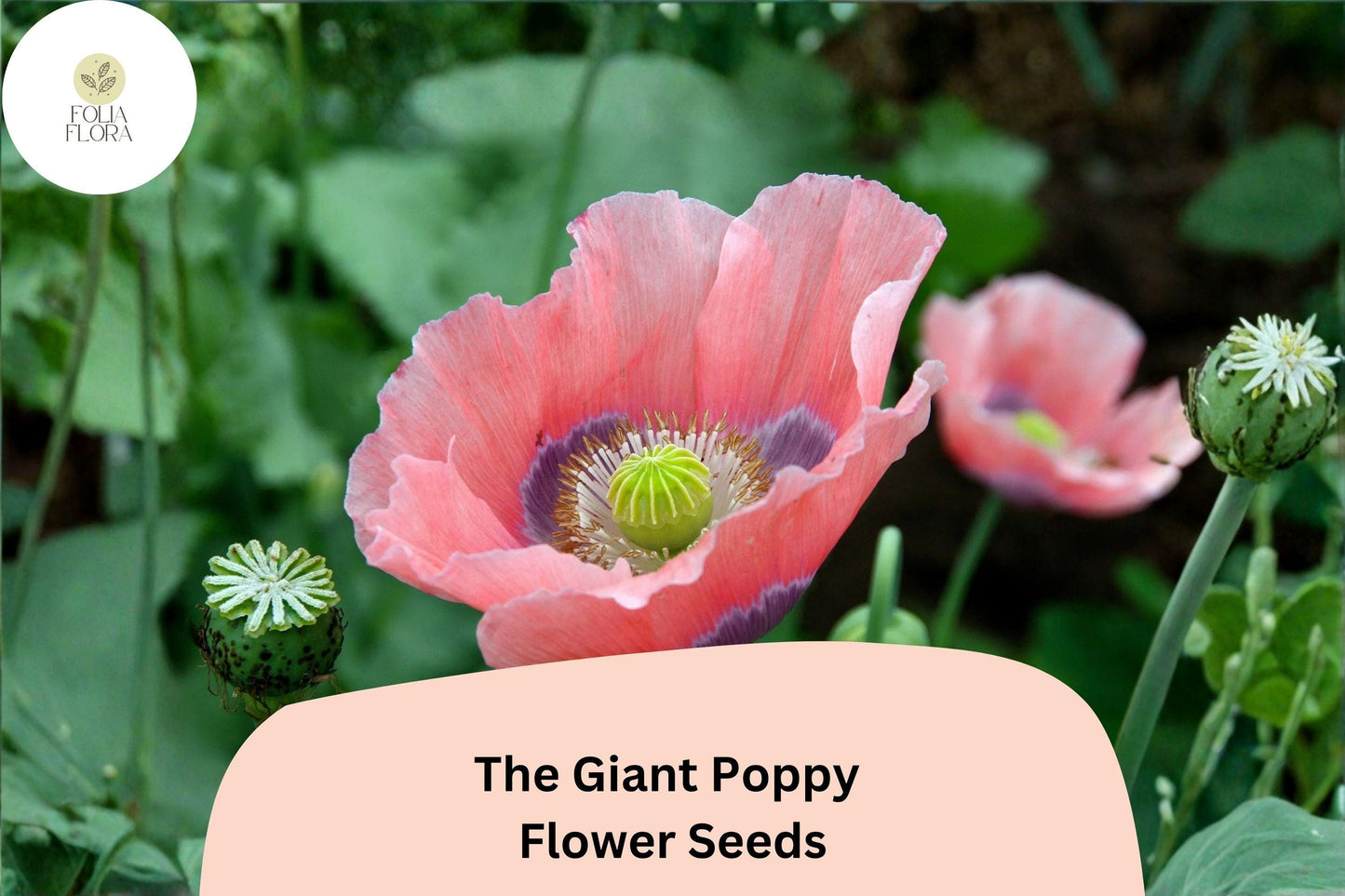 200+ The Giant Poppy Seeds – Large Vibrant Blooms, Easy to Grow Annual Wildflower