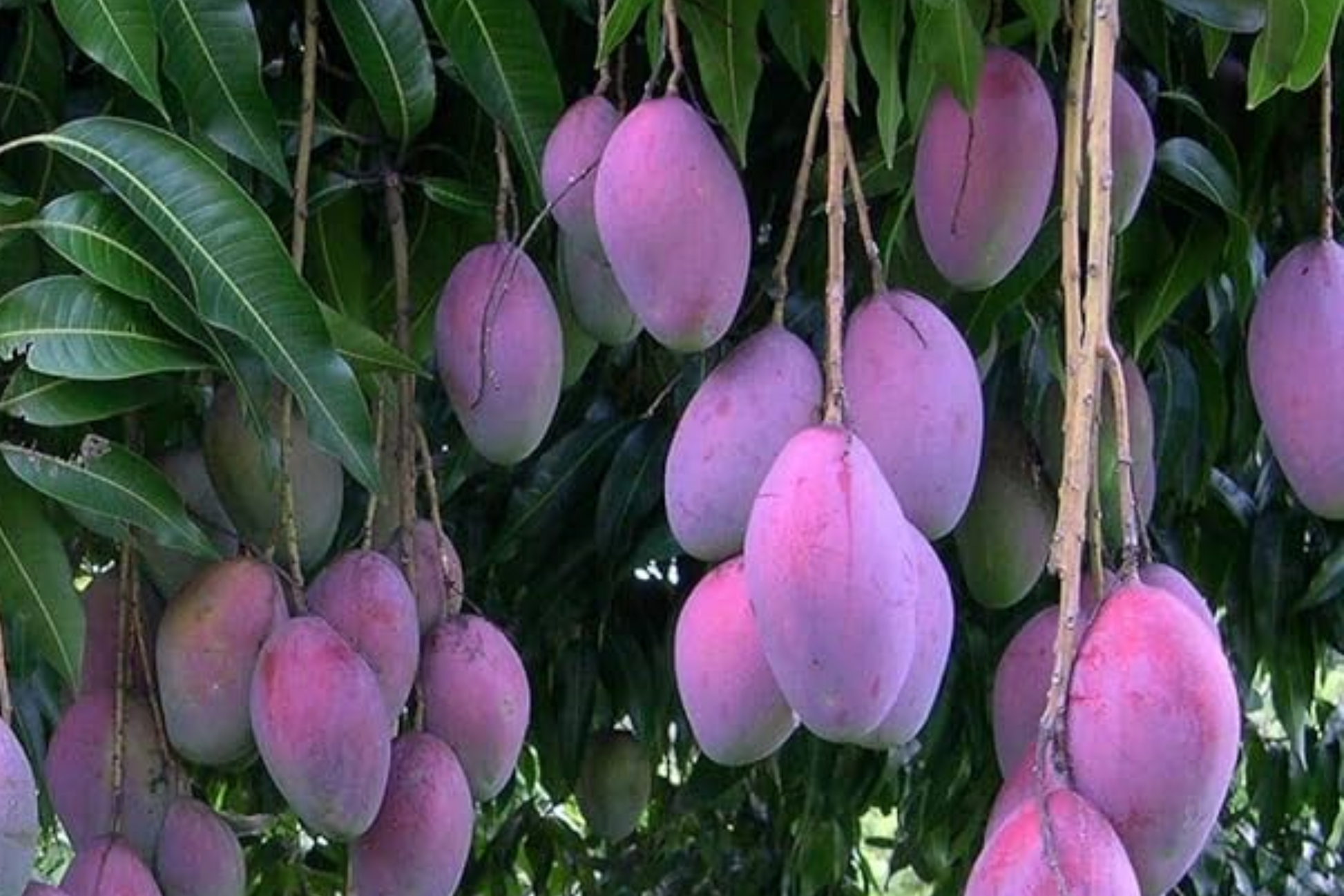 Palmer Mango Seedling - Mangifera Indica, 1-2 ft Tall, Tropical Sweet Fruit Live Starter Plant for Warm Climates