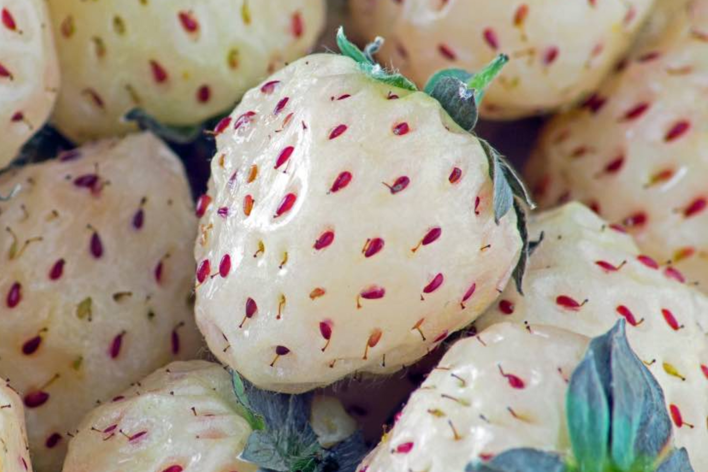 Organic Pineberry Starter Plants – 6 Bare Root White Strawberries with Pineapple Flavor, Everbearing, Spring to Fall Harvest