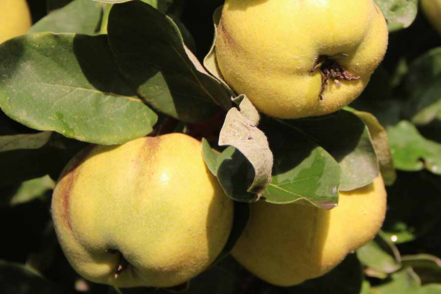 Aromatic Quince Hardwood Cuttings – Cydonia oblonga 'Aromatnaya' for Cooking, Self-Fertile, Disease-Resistant