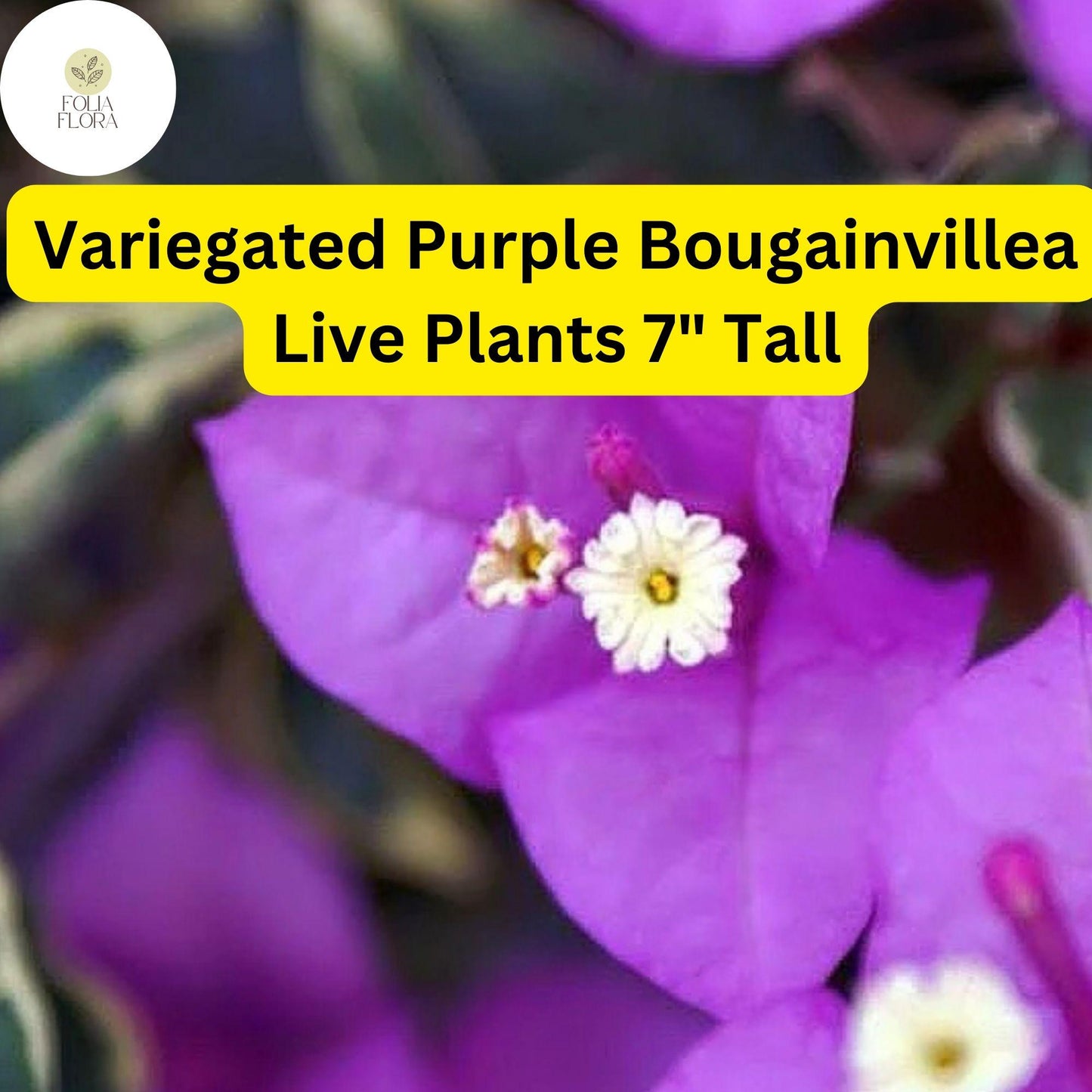 Variegated Purple Bougainvillea Live Plant - 7" Tall Tropical Vine with Vibrant Purple Bracts and Variegated Foliage