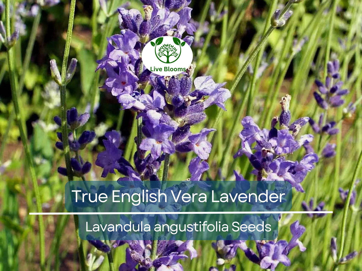 500 Seeds True English Vera Lavender (Lavandula angustifolia) - Fragrant Perennial, Non-GMO, Easy to Grow
