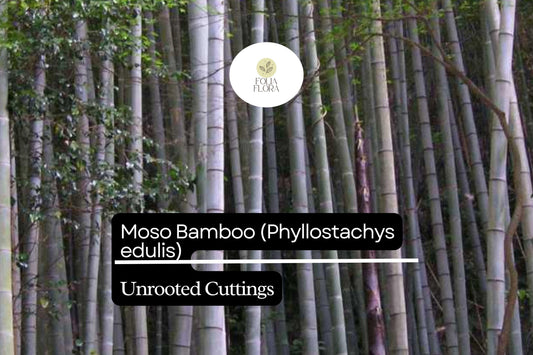 1 Unrooted Moso Bamboo Cutting (Phyllostachys edulis) - Fast-Growing Privacy Screen Plant