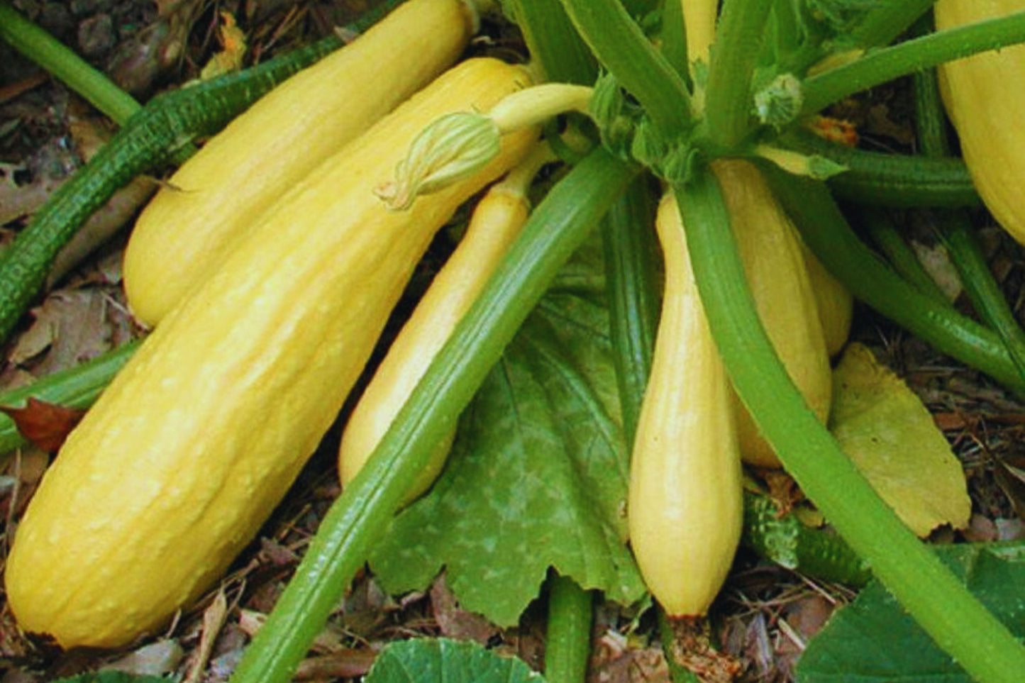 Crookneck Yellow Squash Seeds - Non-GMO Heirloom, 25+ Count for Home Gardening