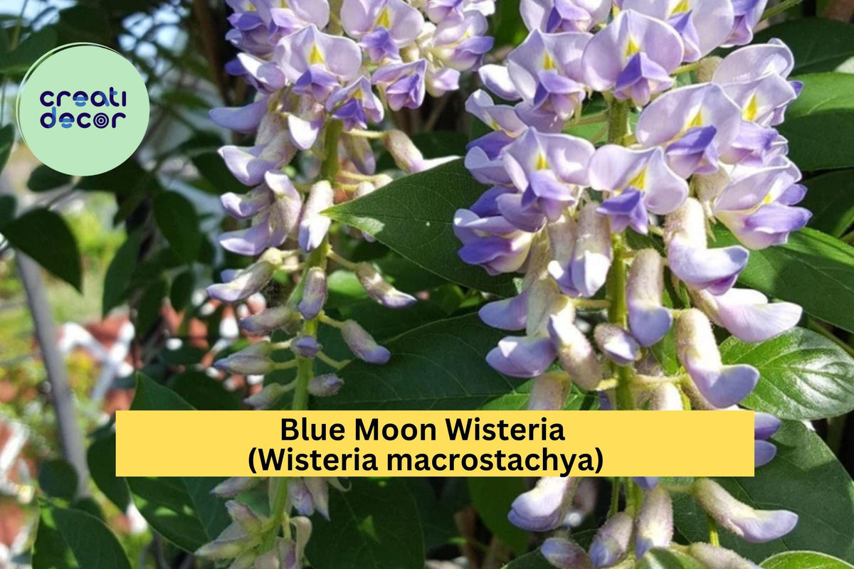 Blue Moon Wisteria Starter Plant 6-14” Lavender-Blue Blooming Vine Wisteria macrostachya for Trellis Garden Zone 4-9