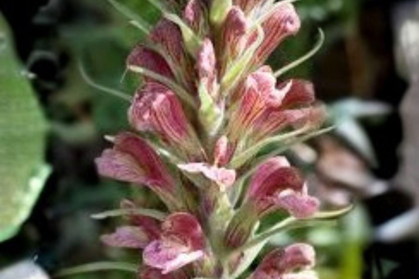 Giant Lousewort Seeds – Pedicularis procera – Rare Native Wildflower for Moist Meadows & Restoration Projects