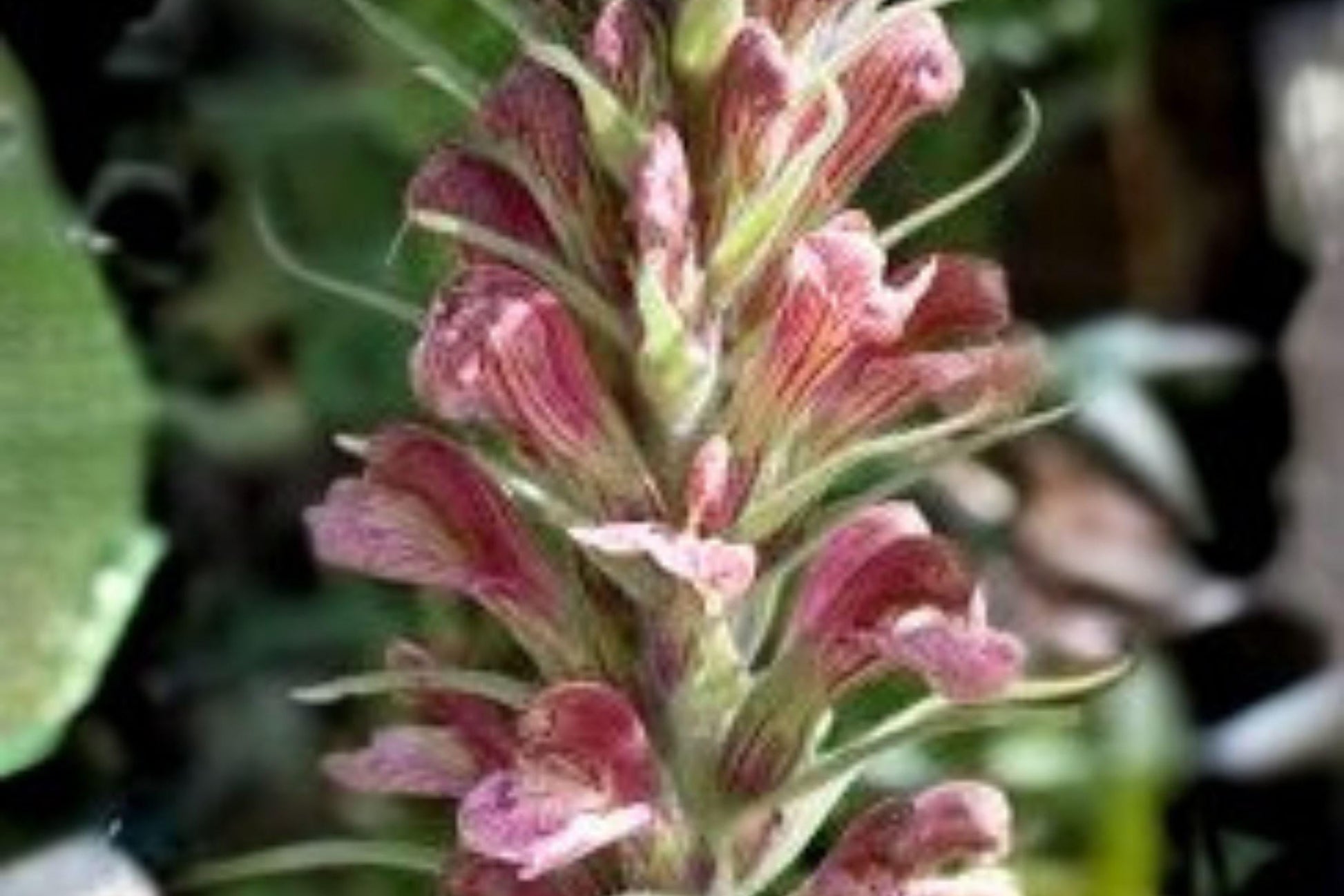 Giant Lousewort Seeds – Pedicularis procera – Rare Native Wildflower for Moist Meadows & Restoration Projects