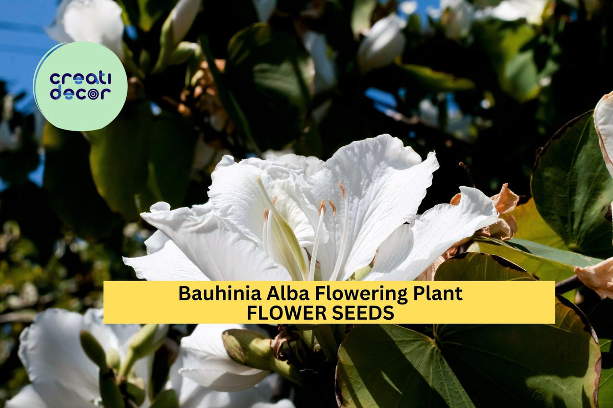 Bauhinia Alba Seeds 30pcs - White Orchid Tree Seeds for Planting - Tropical Flowering Tree (Bauhinia variegata alba)