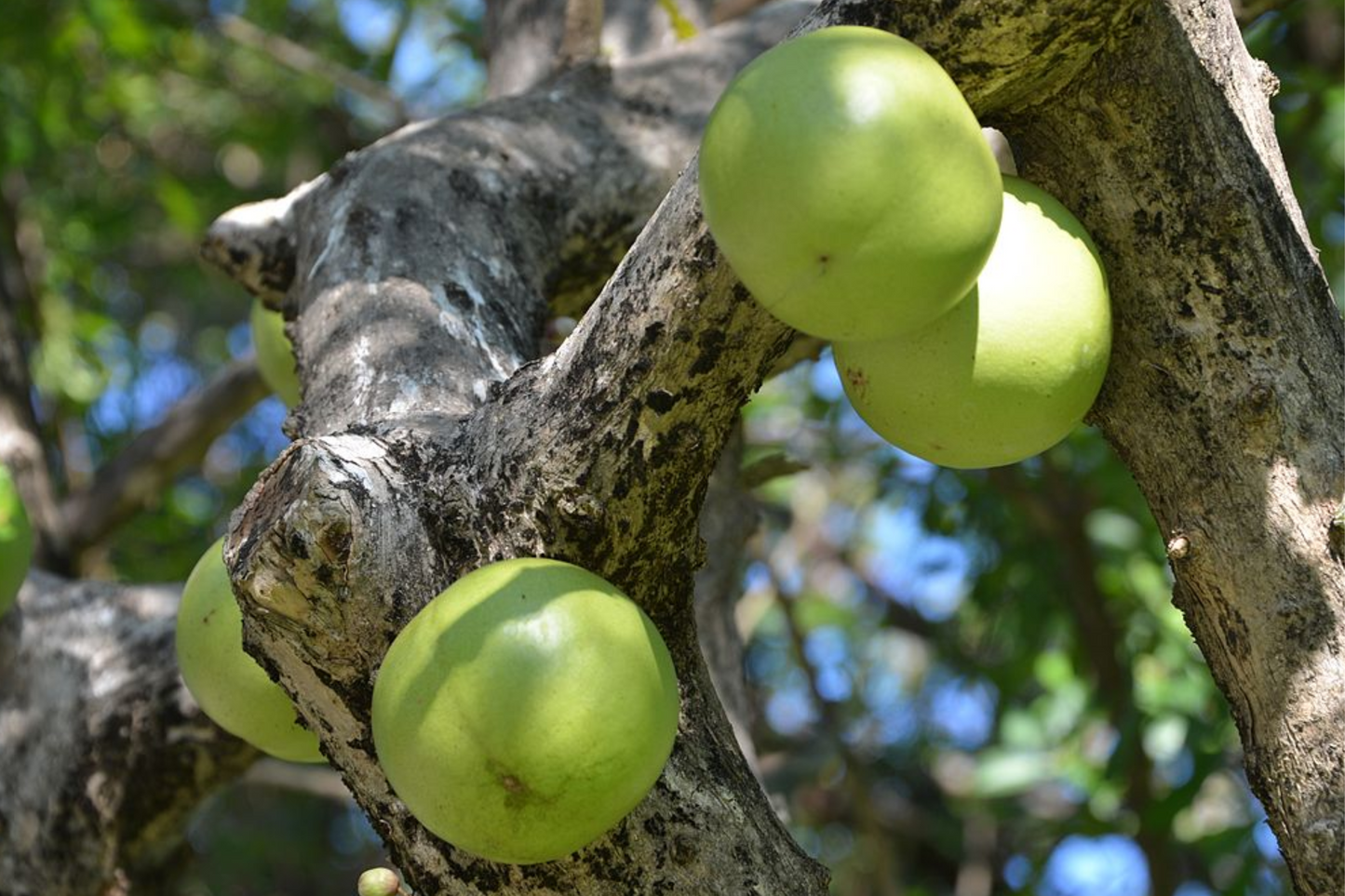 Totumo Crescentia Cujete Gourd Tree Starter Plant 8-12 Inches Tropical Live Tree for Art, Crafts & Shade