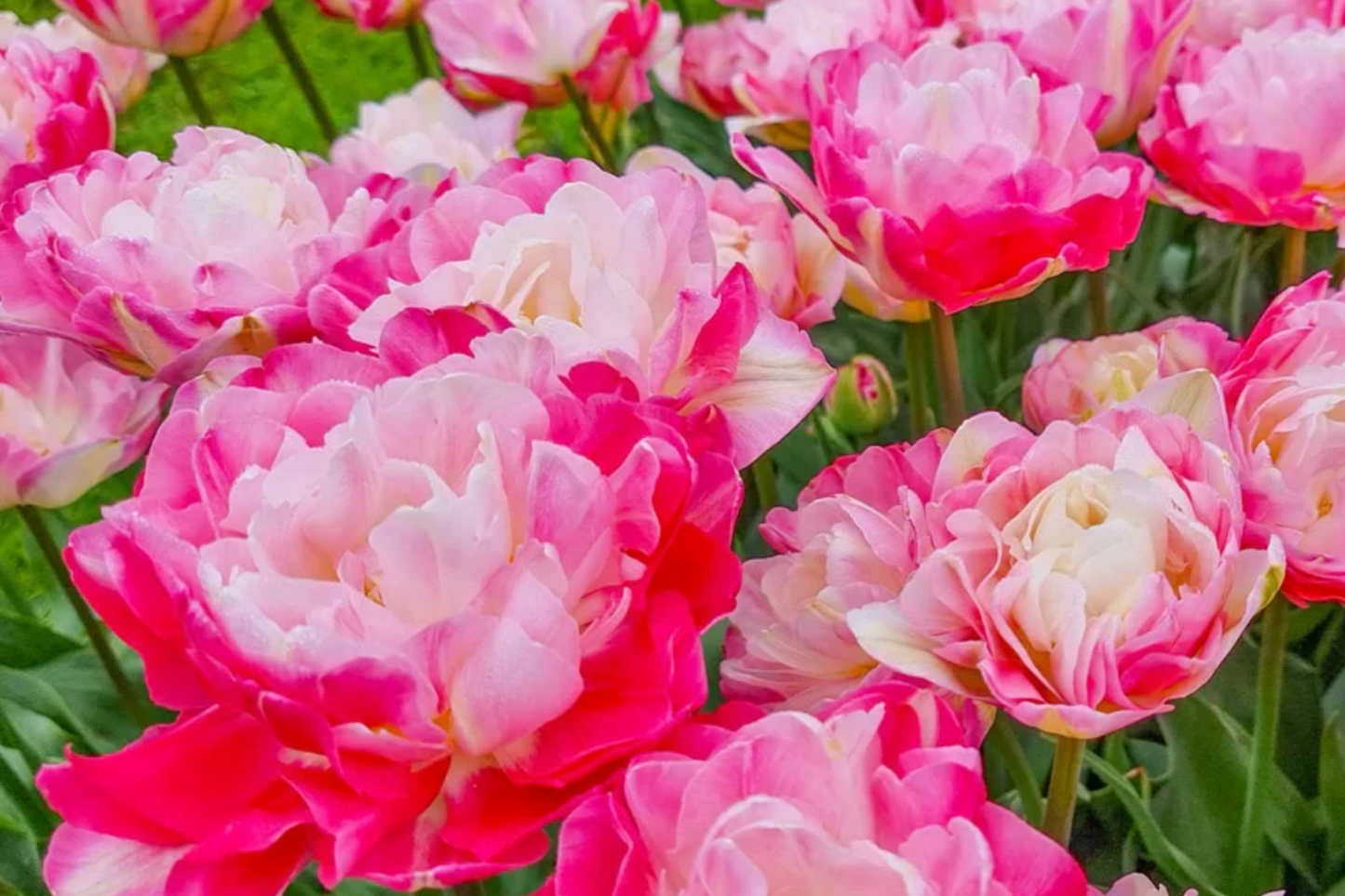 Double Peony Tulip Bulbs - Pink Angelique & Blue Diamond, Peony-Like Blooms, Spring Flowers, Garden & Container Plants, USDA Zones 3-8
