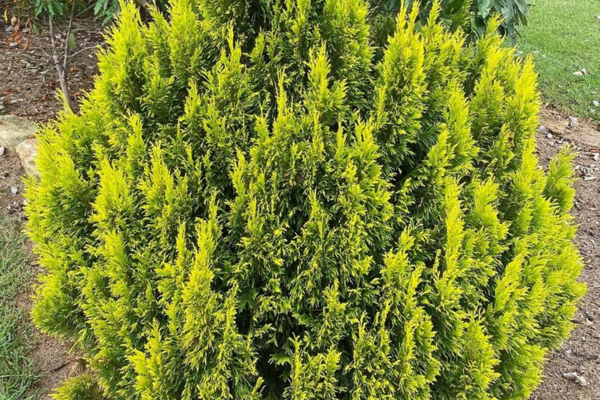 Golden Thuja Arborvitae Seedling | 8-14" Live Evergreen Shrub for Privacy Hedges | Thuja plicata in Quart Pot