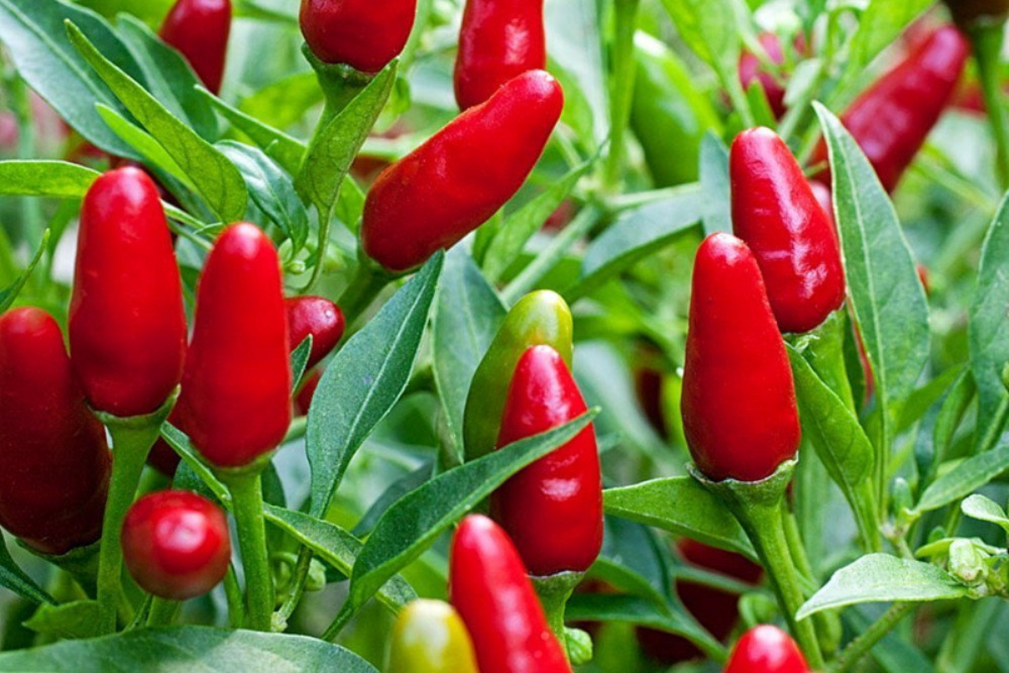 Hot Chile Pequin Pepper Seeds | Heirloom Compact Plant for Salsas & Cooking | Spicy Red Peppers | Capsicum annuum