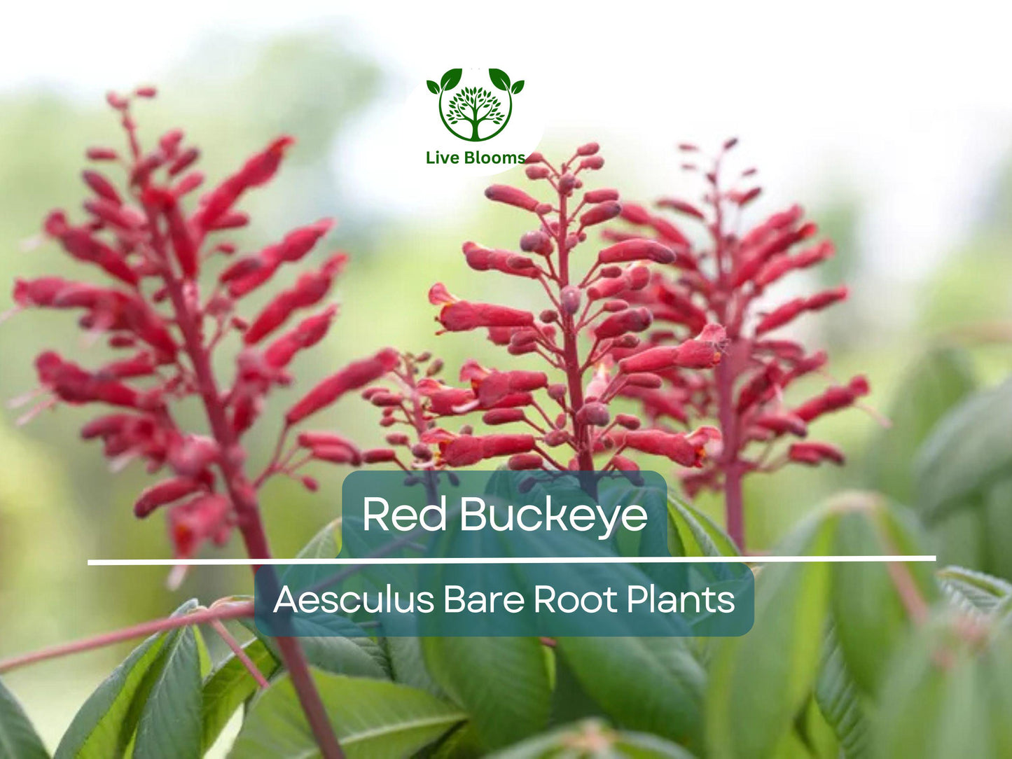 2 Red Buckeye Trees Bare Root 6-12" Saplings Aesculus pavia Native Flowering Tree with Red Blooms