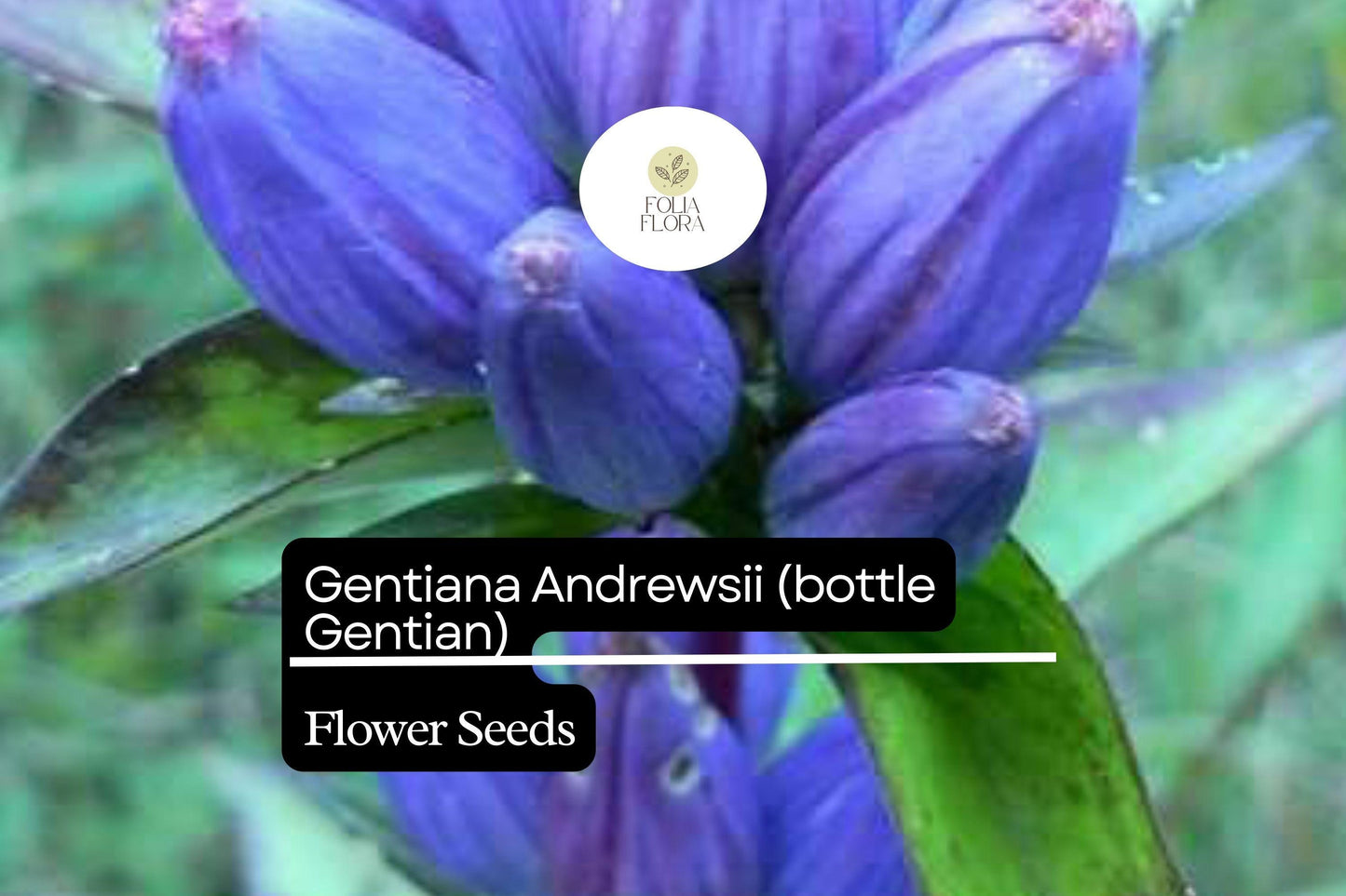 Bottle Gentian Seeds – 100 Gentiana andrewsii Perennial Wildflower for Pollinator & Woodland Gardens