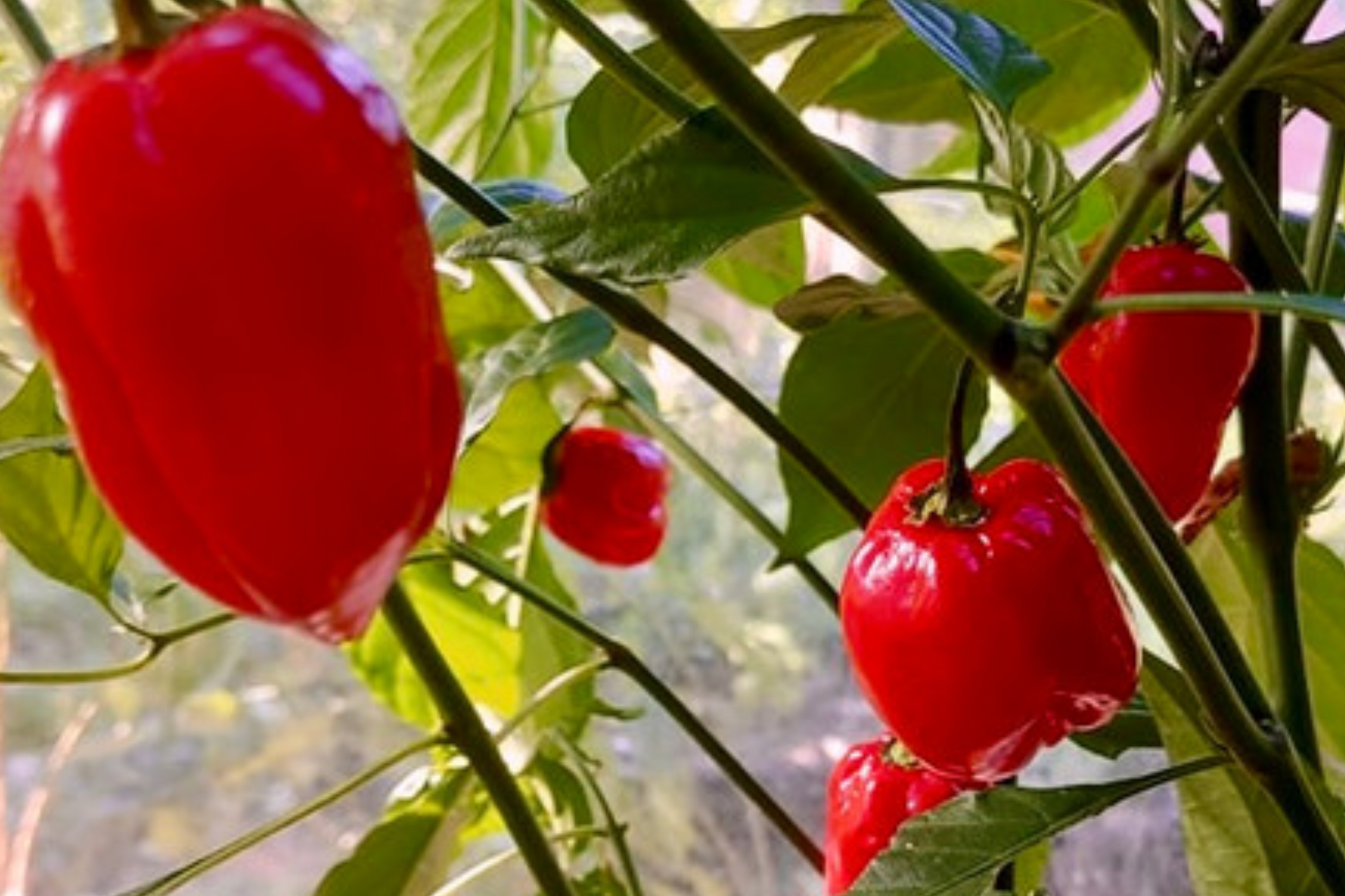 Habanero Caribbean Red Hot Pepper Seeds | Heirloom, Extra Spicy, Compact Plant for Salsas & Hot Sauces