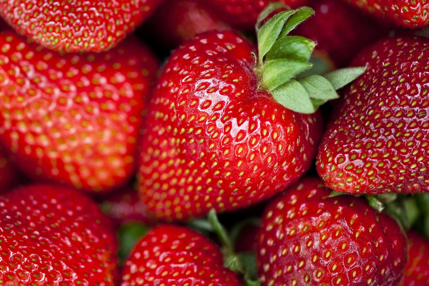 Albion Strawberry Plants - 10 Bare-Root Day-Neutral Starter Plants with Large Sweet Berries - Fragaria × ananassa