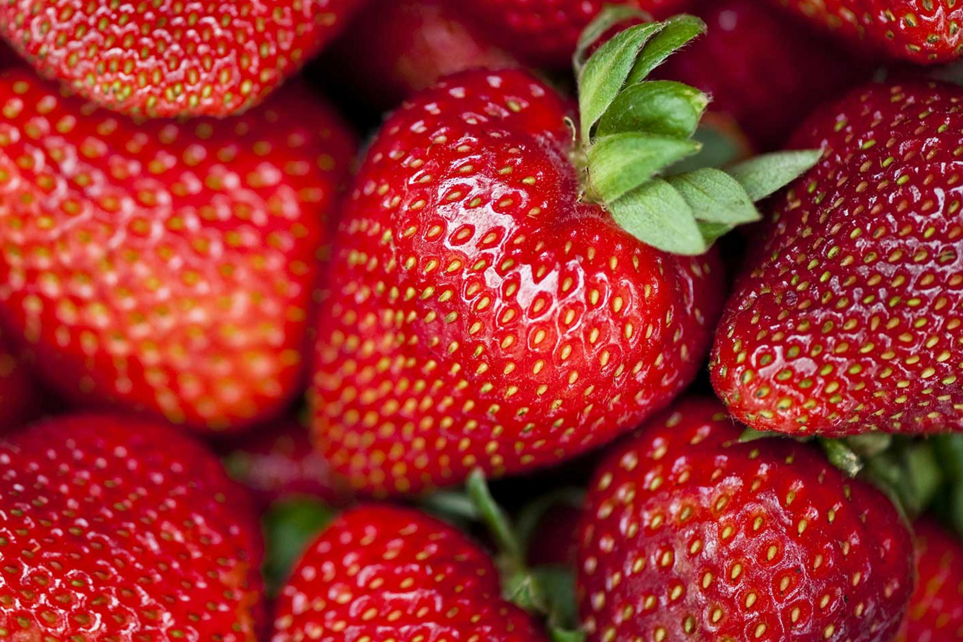 Albion Strawberry Plants - 10 Bare-Root Day-Neutral Starter Plants with Large Sweet Berries - Fragaria × ananassa