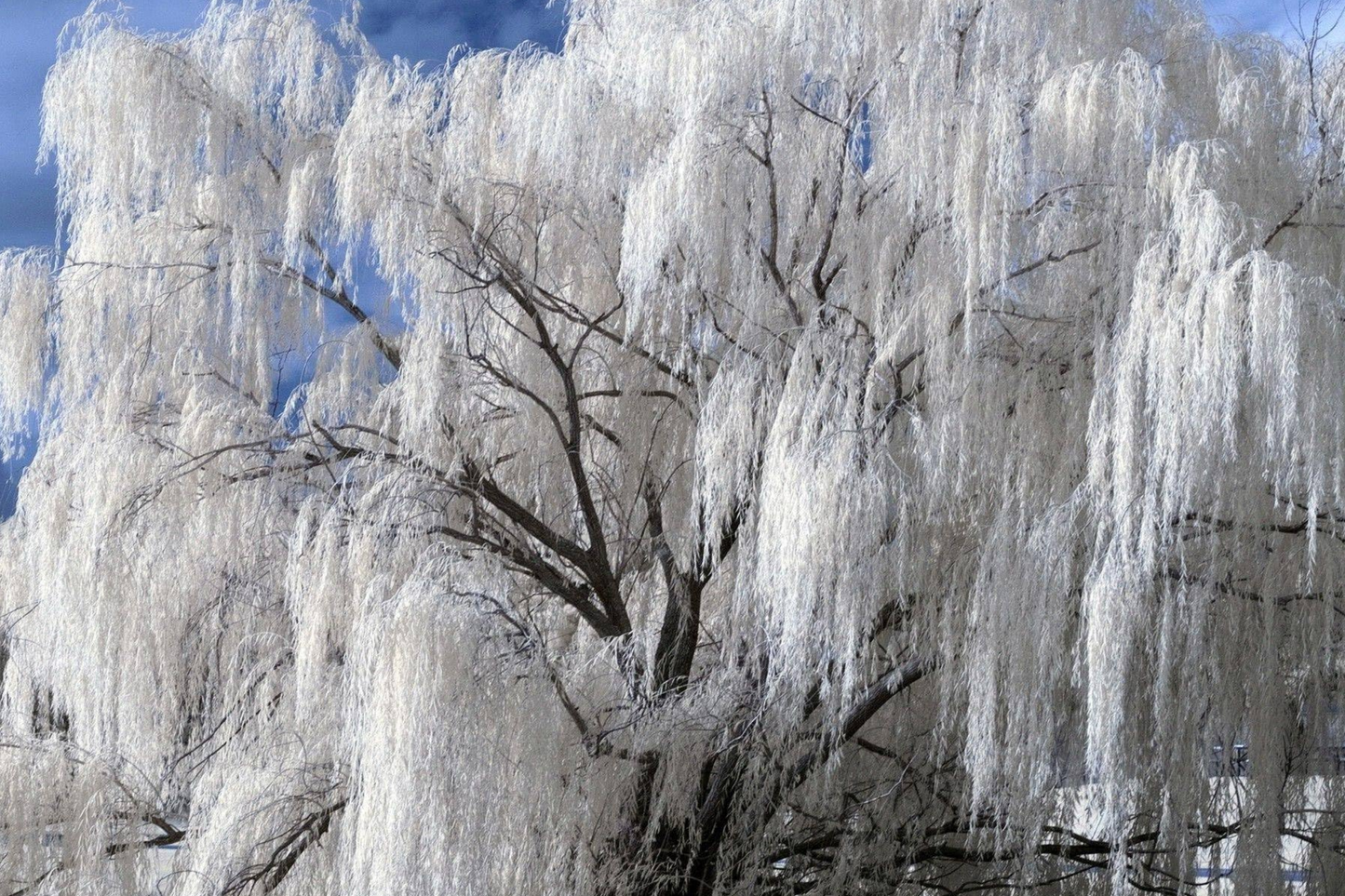 White Willow Tree Cutting with Silver Shimmering Leaves, Fast-Growing Hardy Zones 3-10, Outdoor Landscaping, Salix alba