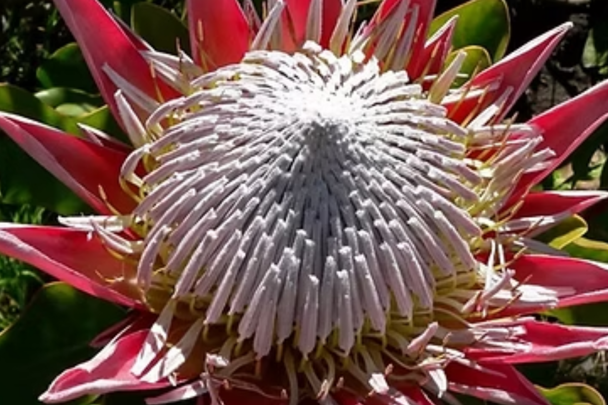 King Protea Seeds - Protea cynaroides, Rare Exotic Flower Seeds, Large 12-inch Blooms, Drought-Tolerant, South African Native, Garden & Cut Flowers