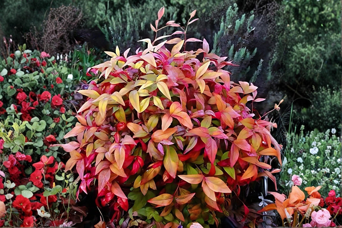 Nandina Live Plants 1-2 ft Heavenly Bamboo Shrub Nandina domestica - Evergreen Ornamental with Colorful Foliage