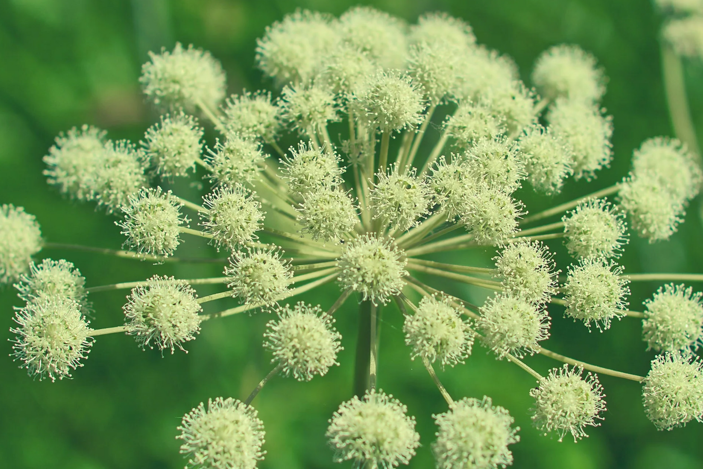 Anise Herb Seeds 250mg – Aromatic Edible Heirloom Pimpinella anisum for Tea, Baking & Culinary Use