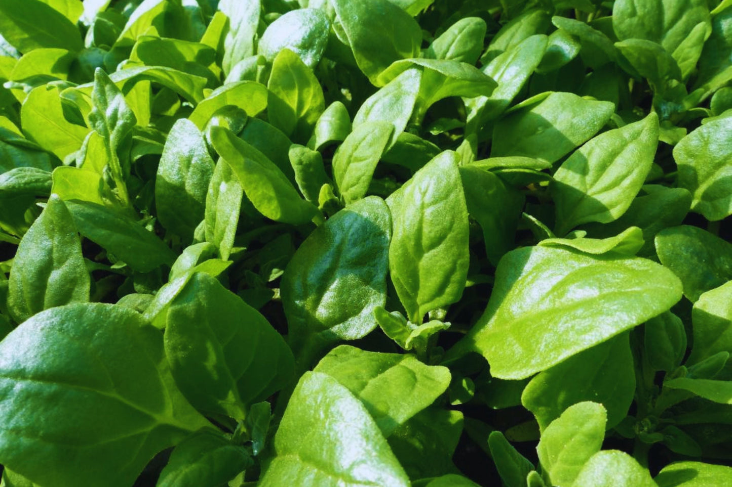Spinach Seeds Non-GMO Bulk | New Zealand Variety | Free USA Shipping