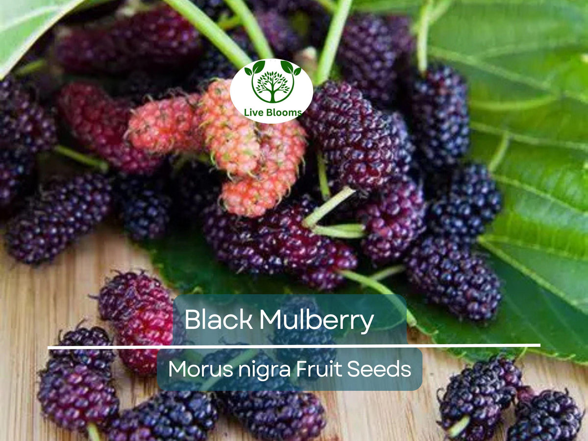 50 Black Mulberry Tree Seeds, Sweet Edible Fruits, Fast Growing, Morus nigra, Hardy for USDA Zones 5-9, Garden Starter