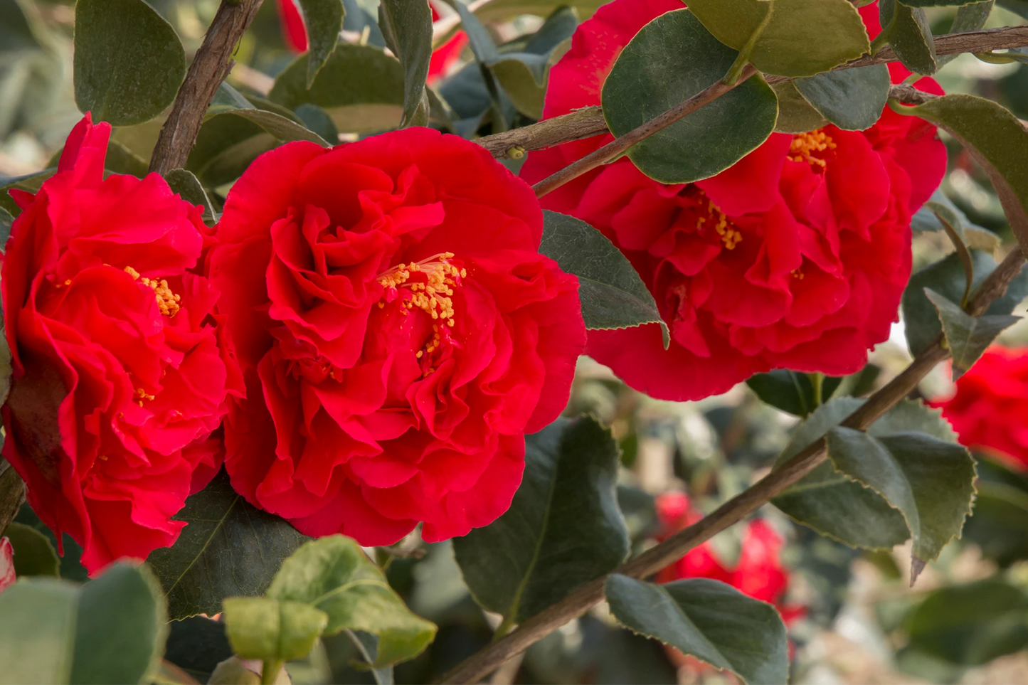 Fashionata Variegated Camellia Japonica Starter Plant | Evergreen Shrub with Variegated Pink, White & Yellow Blooms | Live Well-Rooted in Pot