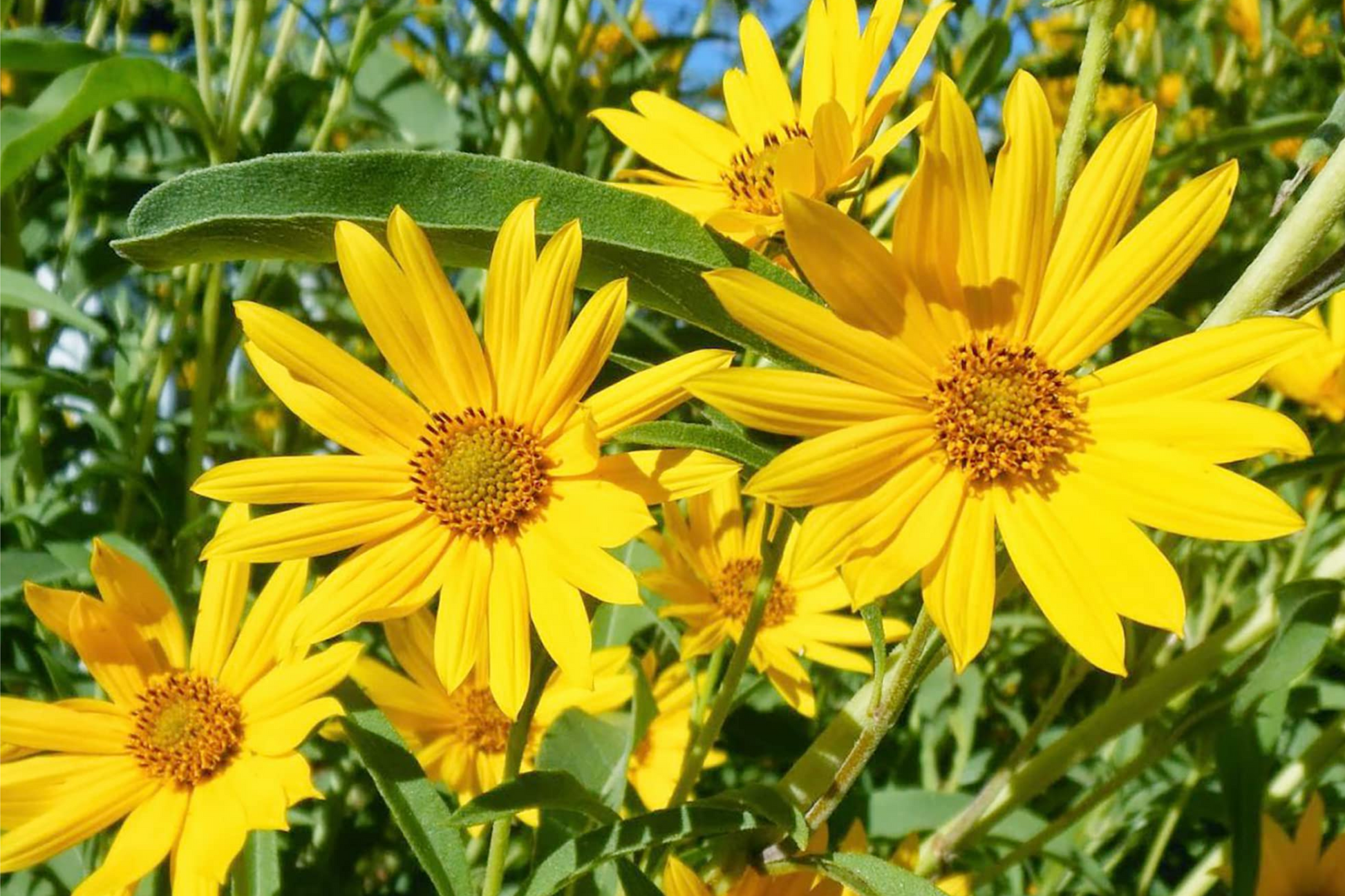 Maximilian Sunflower Seeds – Non-GMO Perennial Yellow Blooms Helianthus maximiliani for Privacy, Erosion Control & Wildlife
