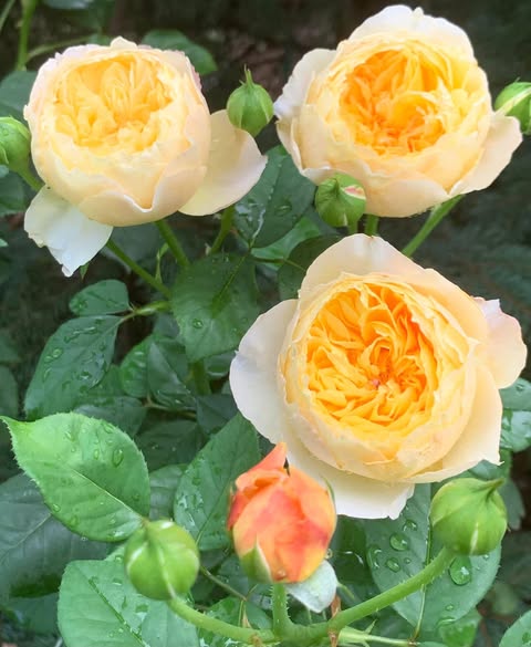 Chirp Chinese Garden Shrub Rose Cuttings – Rare Pink Rose Unrooted Propagation Set of 3 Rosa ‘Chirp’