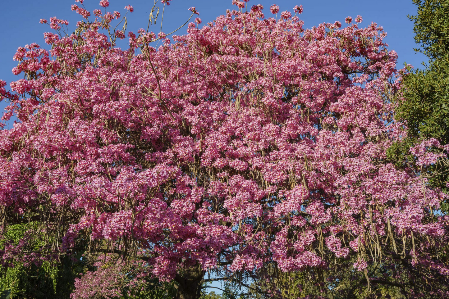 Pink Trumpet Tree Live Starter Plant – Vibrant Pink Flowers, Ornamental, Fast-Growing, Tropical Shade Tree, Tabebuia heterophylla