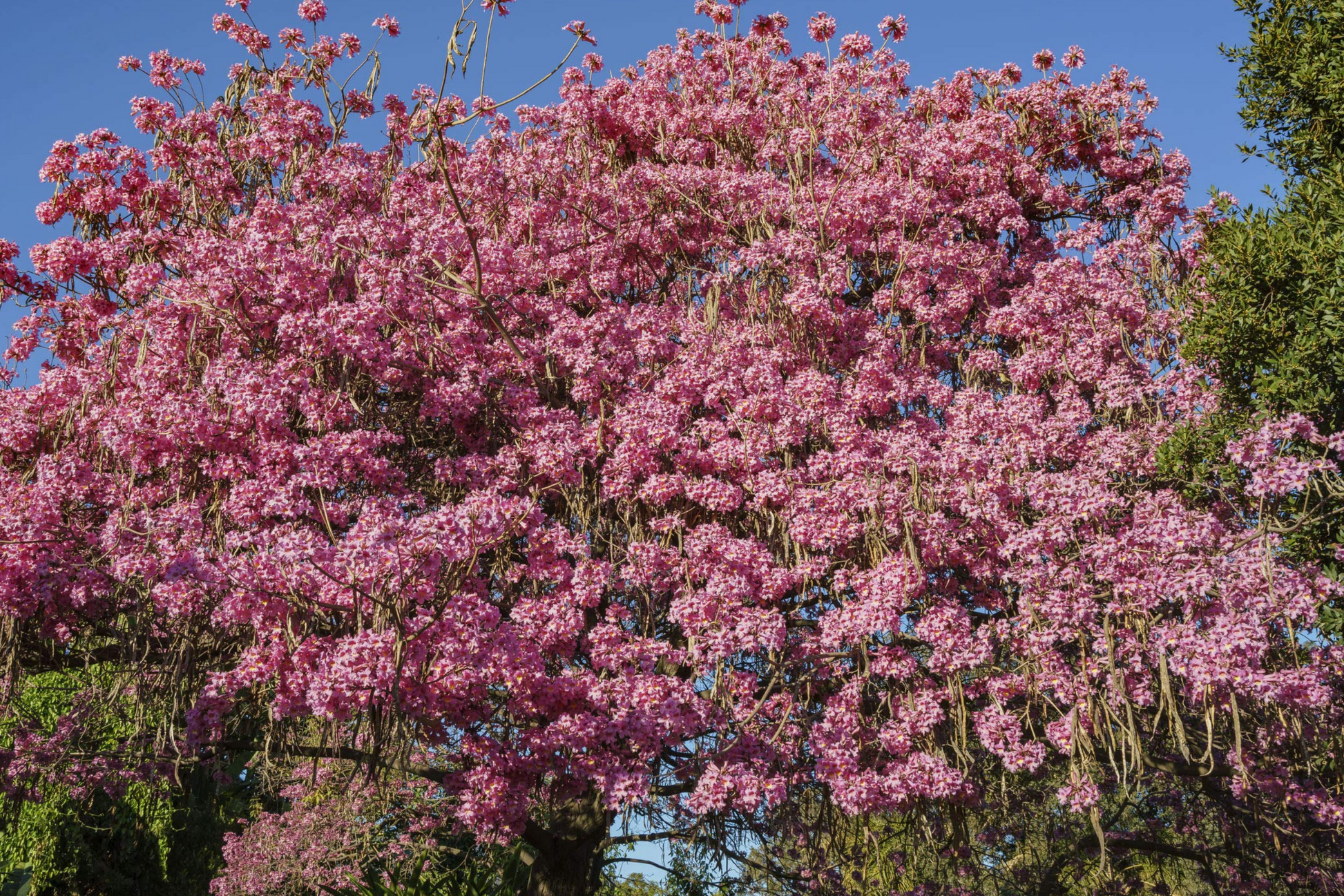 Pink Trumpet Tree Live Starter Plant – Vibrant Pink Flowers, Ornamental, Fast-Growing, Tropical Shade Tree, Tabebuia heterophylla