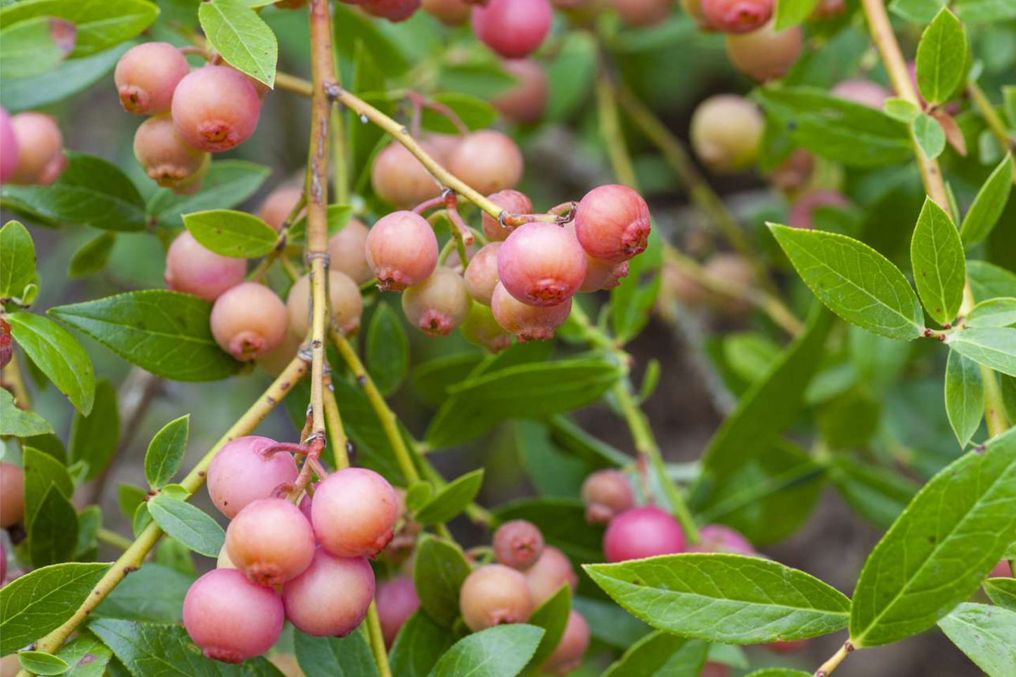 Pink Lemonade Blueberry Bush Seedling | Fruit-Bearing Starter Plant with Pink Berries | Vaccinium ‘Pink Lemonade’ | Easy to Grow