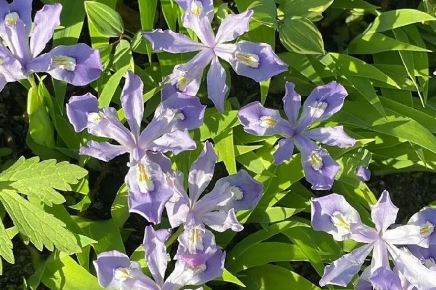 Crested Dwarf Iris Bare Root Plants – Organic Iris cristata Shade Perennial Ground Cover, Easy to Grow