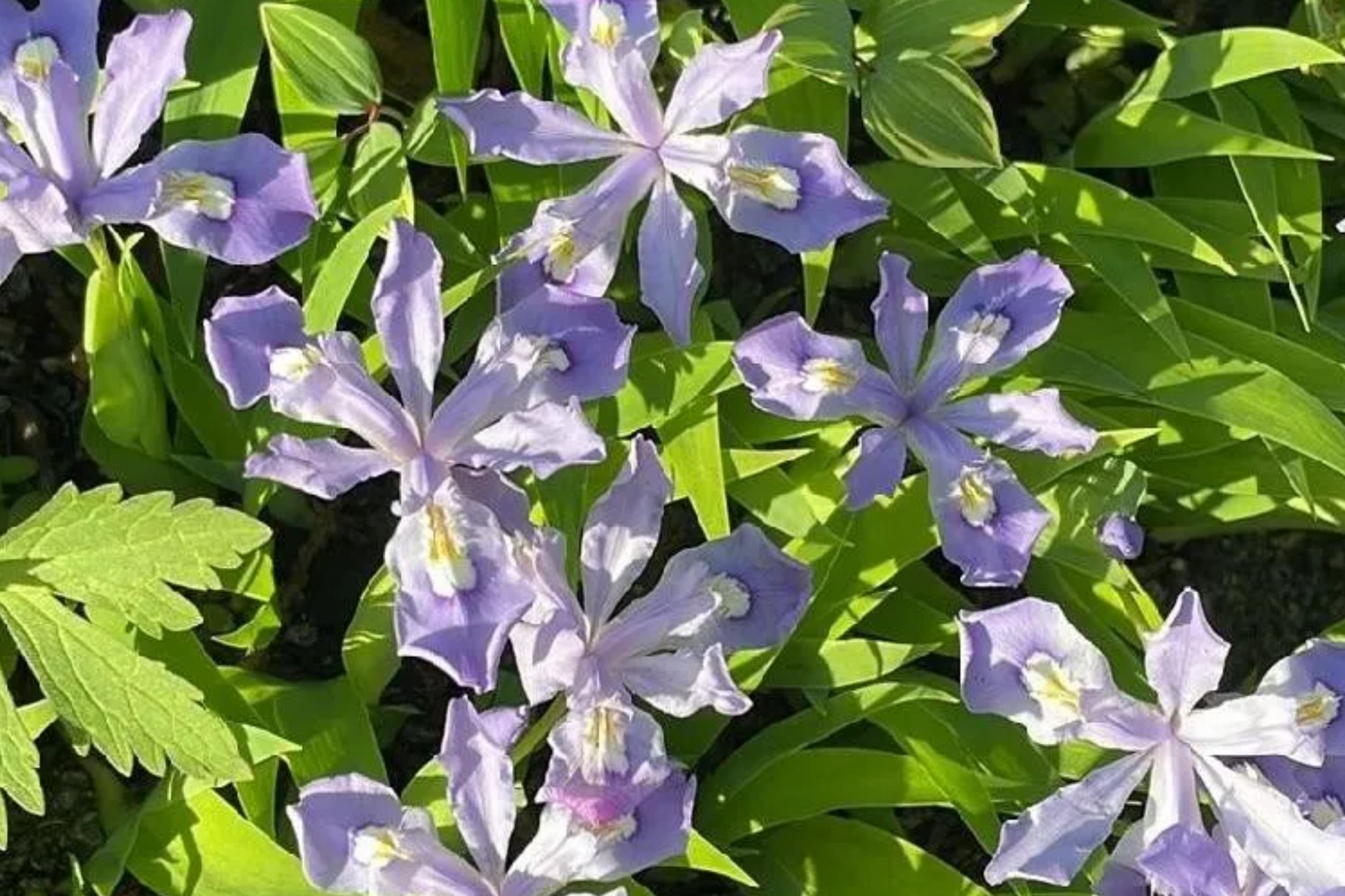 Crested Dwarf Iris Bare Root Plants – Organic Iris cristata Shade Perennial Ground Cover, Easy to Grow