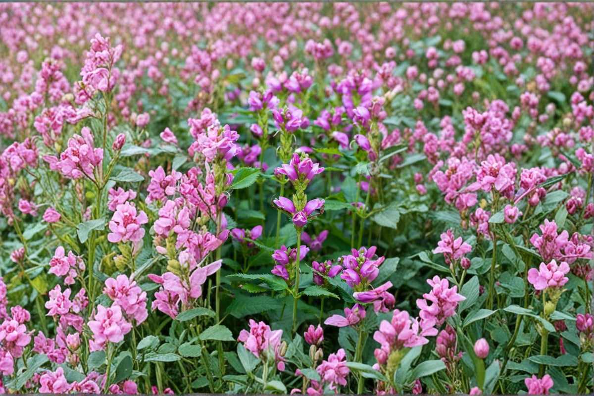 Red Turtlehead Seeds | 50 Pack | Rose Pink Native Perennial | Chelone obliqua | Moist Shade Garden Plant
