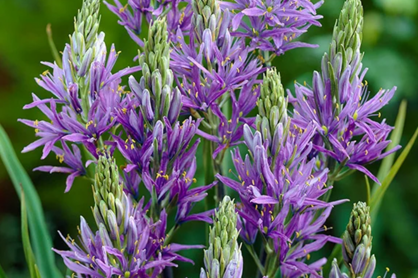 Camassia Quamash Bulbs – 5 Live Spring Flower Bulbs, Lavender-Blue Blooms, Deer & Rodent Resistant, USDA Zones 4-8, Easy to Grow