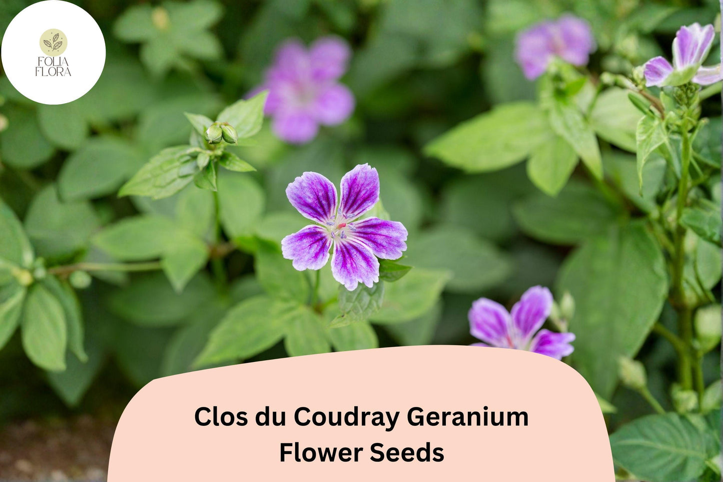 25+ Clos du Coudray Geranium Seeds | Purple Hardy Perennial Ground Cover for Garden Borders