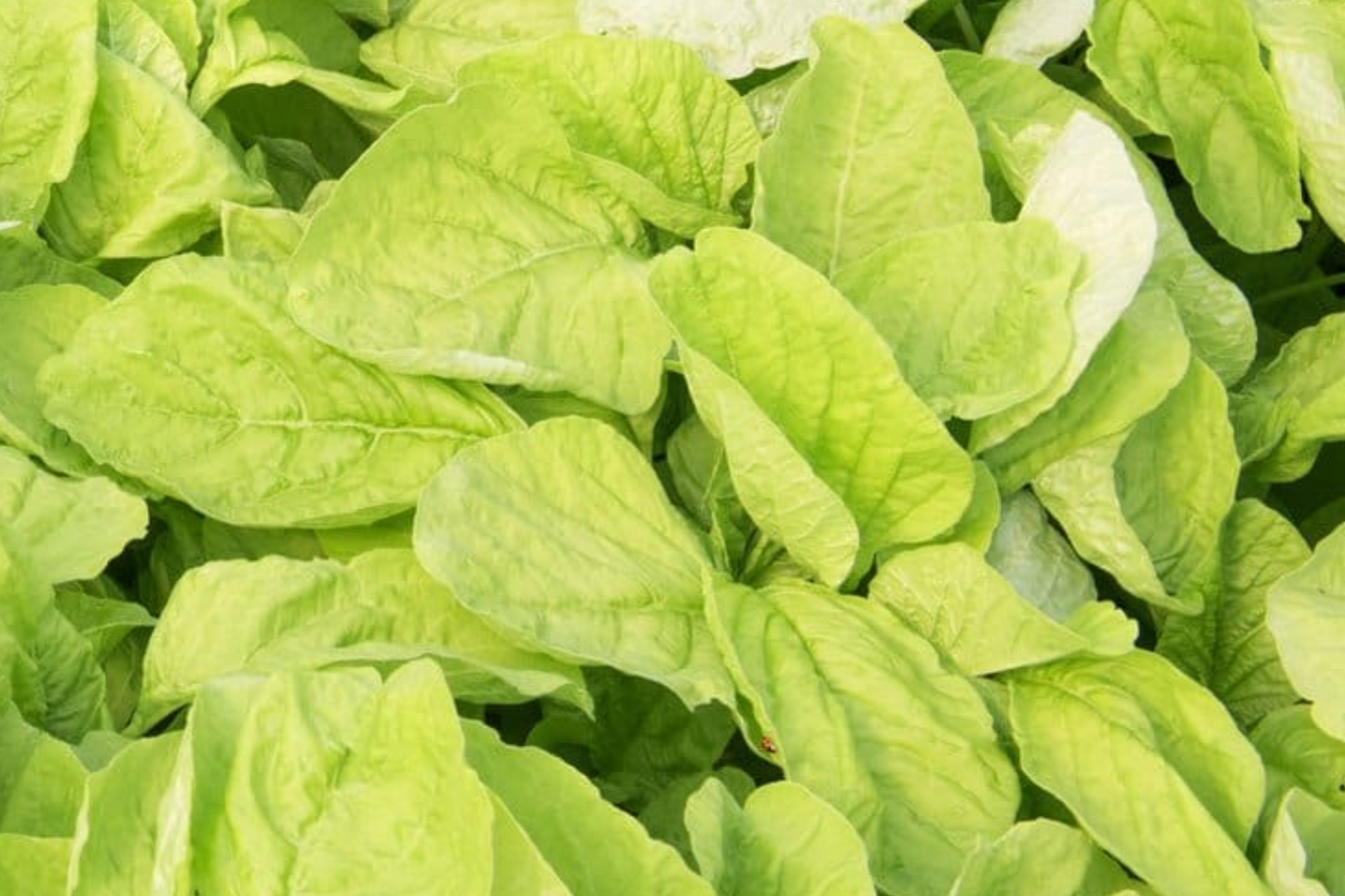 Edible Amaranth Seeds 500 White Green Leafy Vegetable Callaloo Fast Growing Drought Tolerant