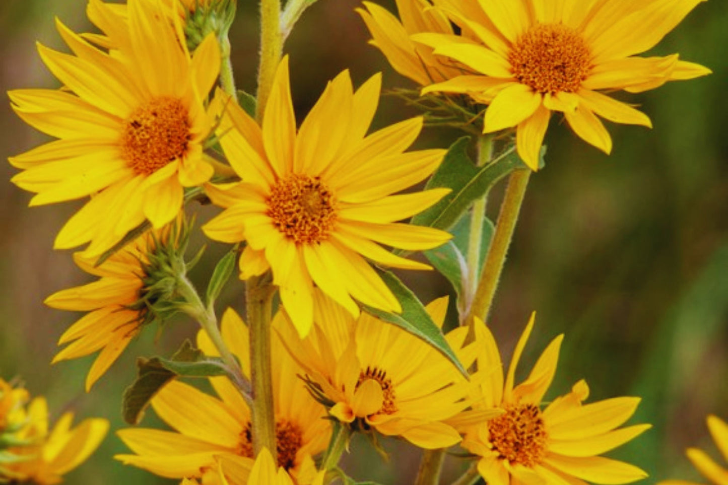MAXIMILIAN Sunflower Seeds - 250+ Non-GMO Perennial Seeds | Helianthus maximiliani