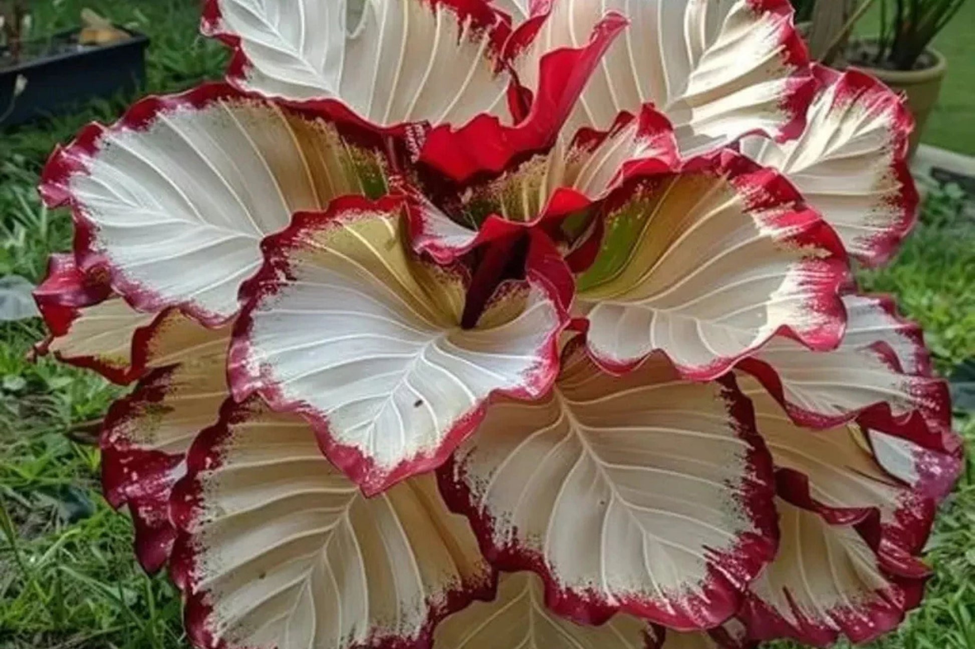 Velvet Flame Calathea Seeds - 25+ Rare Houseplant Seeds - Indoor Jungle, Pink Foliage, Air Purifying, Easy Care, Calathea rufibarba