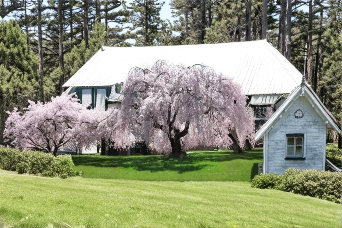 Weeping Yoshino Cherry Tree 2 ft Tall Ornamental Flowering Tree Prunus × yedoensis Pale Pink Blossoms