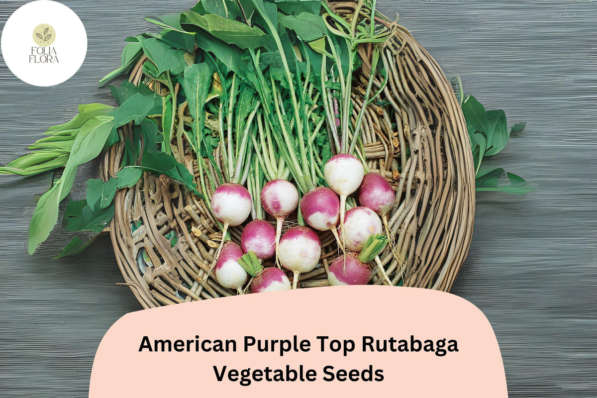500+ American Purple Top Rutabaga Seeds - Heirloom Brassica napobrassica - Non-GMO Cool-Season Root Vegetable for Gardens