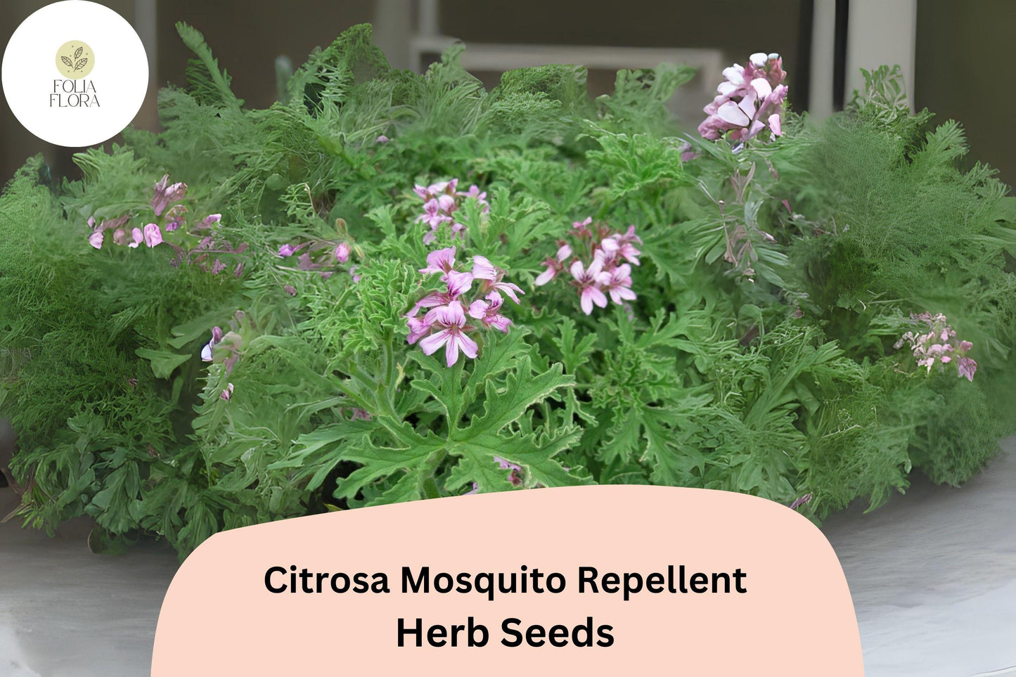 Citrosa Geranium Seeds - 25+ Pelargonium citrosum for Natural Mosquito Repellent & Fragrant Garden