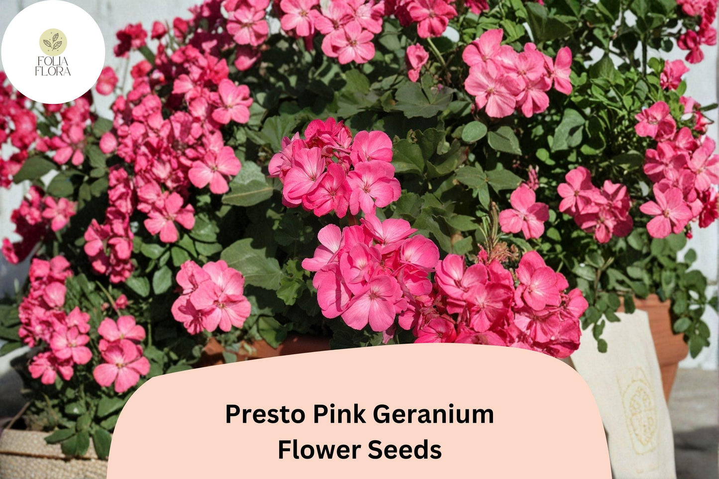 25+ Presto Pink Geranium Seeds | Compact Zonal Geranium with Bright Pink Blooms for Garden Beds & Pots