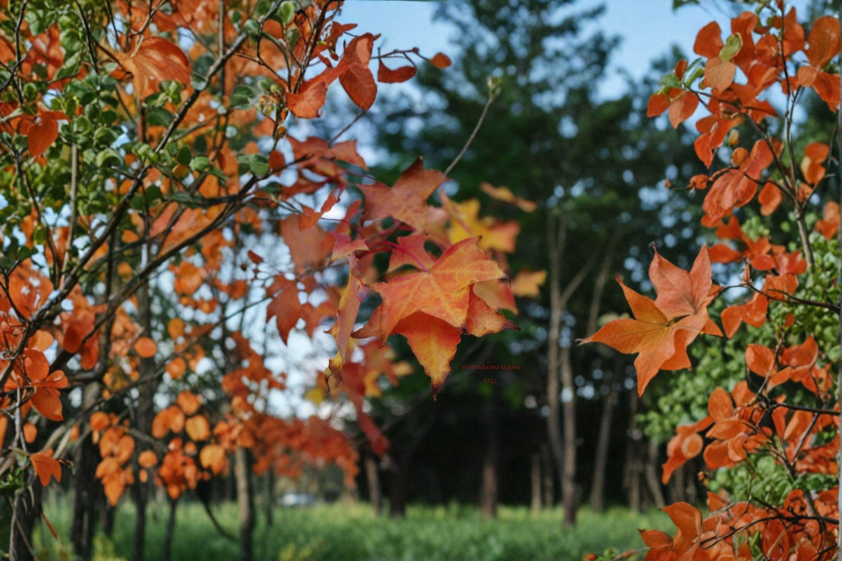 Painted Maple Seeds - 10 Count - Acer mono - Hardy Asian Ornamental Tree - Stunning Fall Color - Deciduous Tree for Gardens
