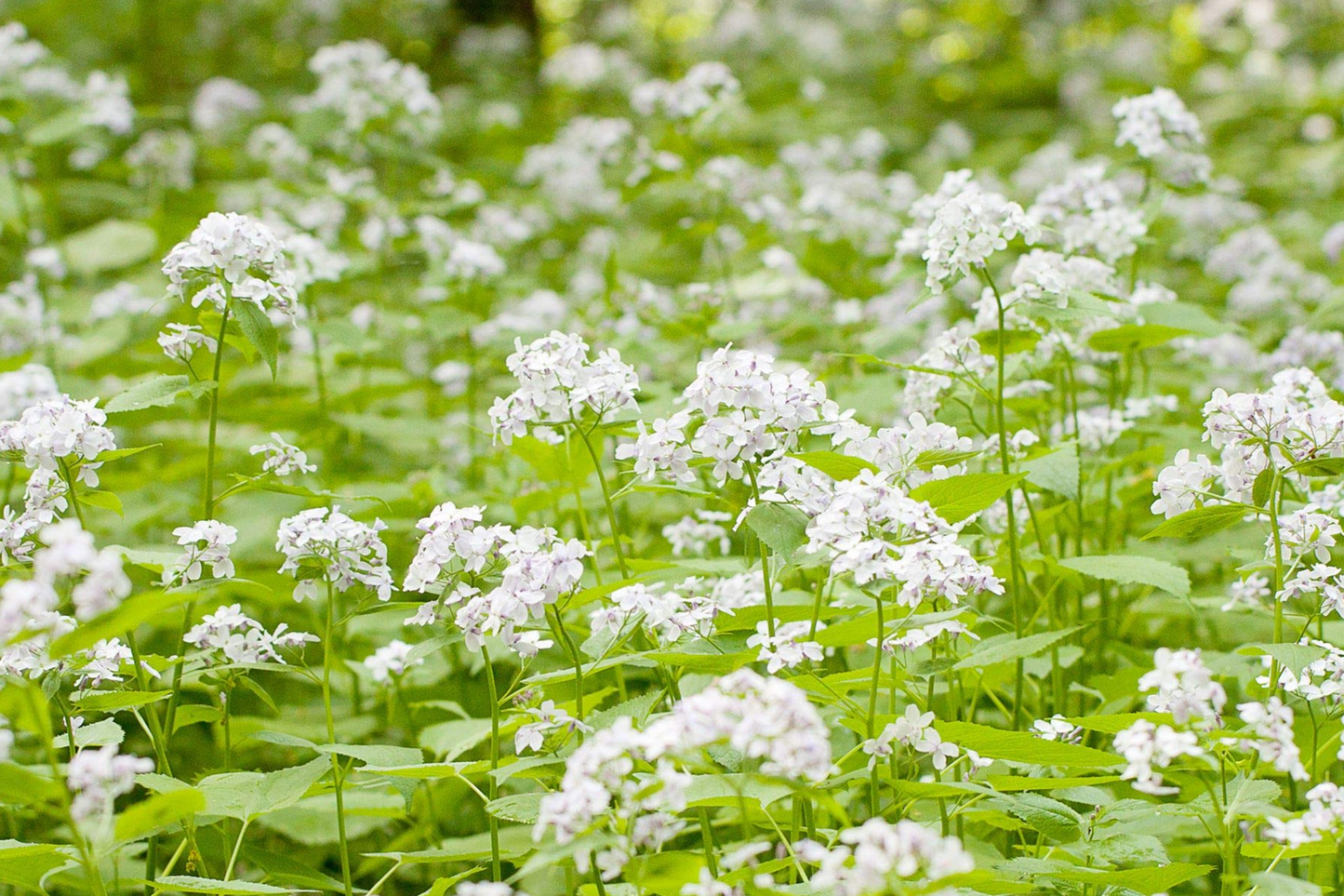50+ Lunaria Biennis Seeds - Money Plant, Honesty, Silver Dollar Flower, Drought-Tolerant Biennial Garden Seeds